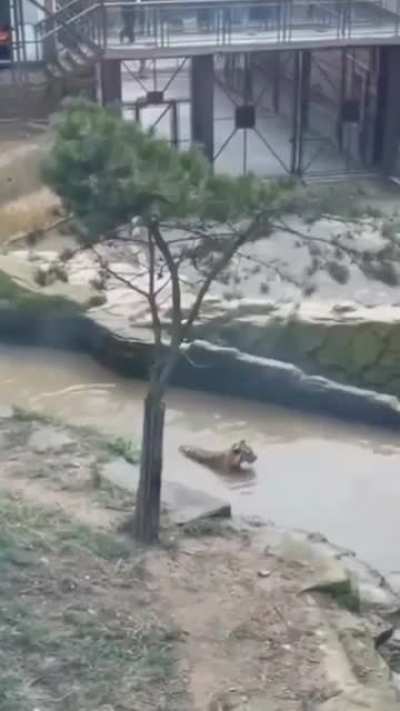 This Duck ? is Playing a game called “Now You See Me, Now You DONT” ???