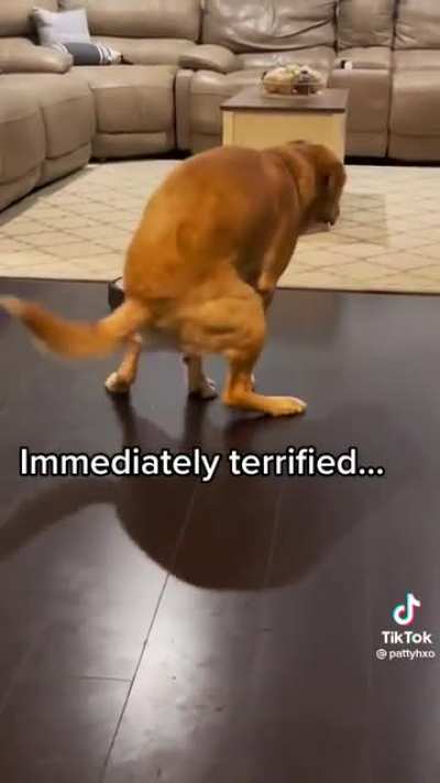 What da dog doin