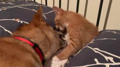 Attack! Attack! Maybe a licky lick.