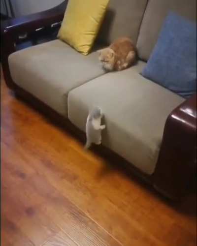 Climbing kitten