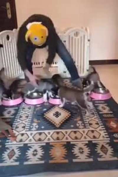 Juggling puppies…