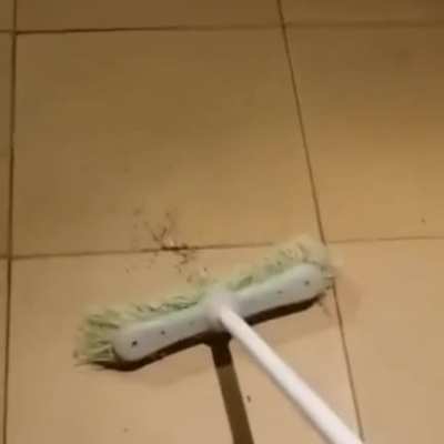 Spiders lol