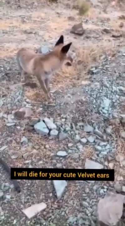 Getting too comfortable with a wild fox.