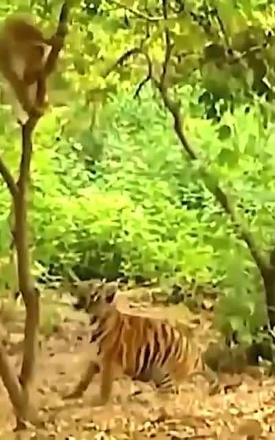 ? Gibbon teasing tiger cubs