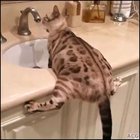 This is how you do it