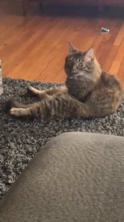 Cricket looks at me like I’m the weirdo