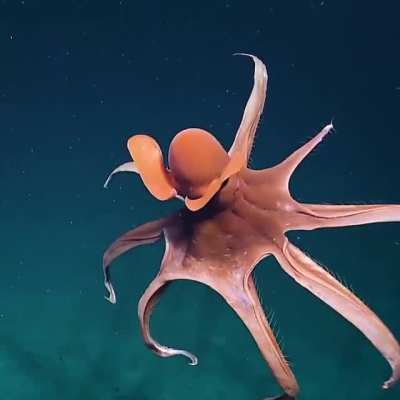 ? Octopus stretching its tentacles to form a huge balloon.