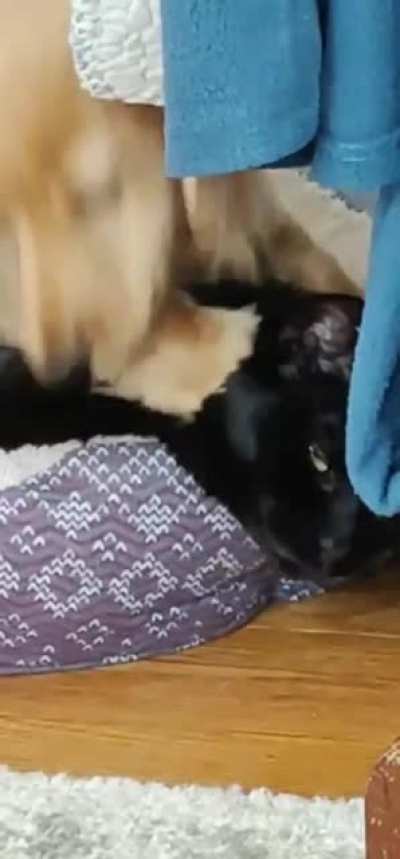 "Please buy another bed"