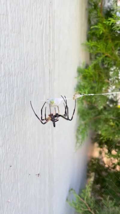 ?Spider vs Spider