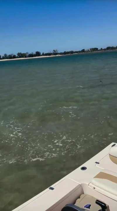 ?Ray bamboozles Hammerhead with aerial acrobatics
