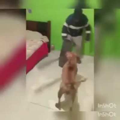 Machete Dog
