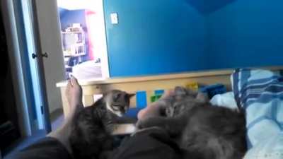 Lazy Slap Fight