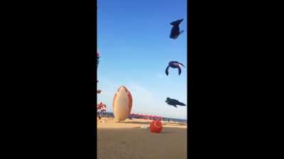 these kites on the beach