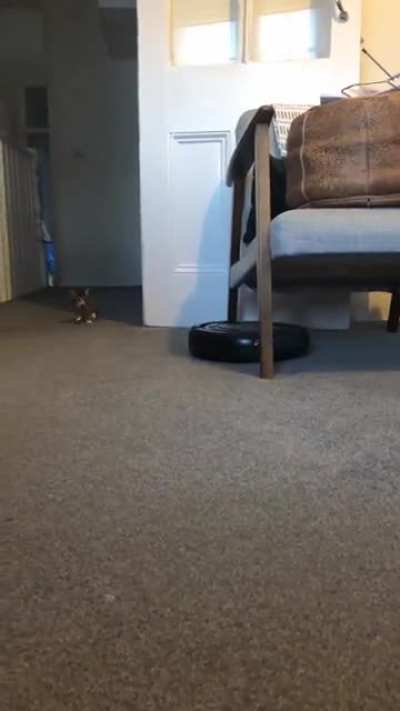 Tiny Kitten nopes out of confrontation