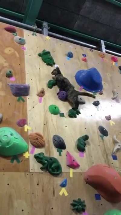 This cat’s spirit animal is “mountain goat”