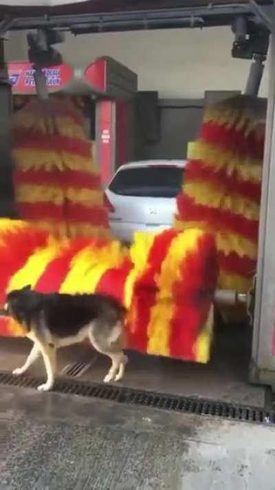 This German Shepherd is well known in her neighbourhood for using the car wash as a petting machine on daily basis