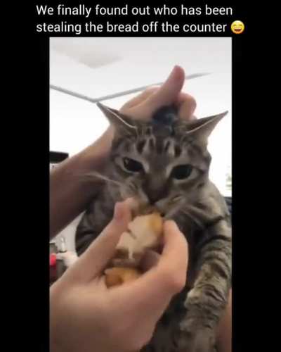 Meow stealing bread...?