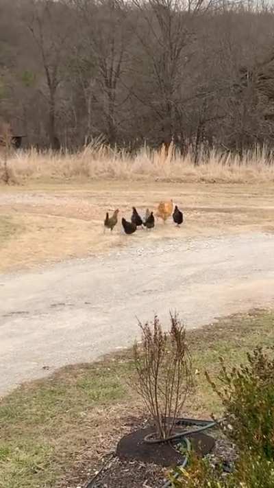 Roster Runs Away With Tortilla He Won't Share