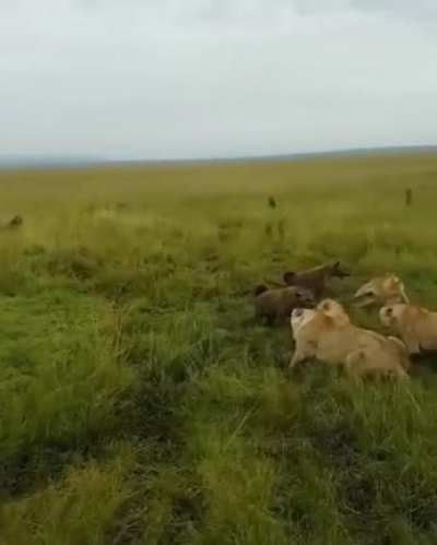 Hyenas hunting a Lion
