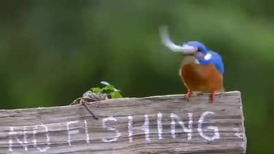This burd is badass