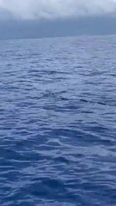 ?Flying Fish Can Glide for up to 650 feet at 35 Miles Per Hour
