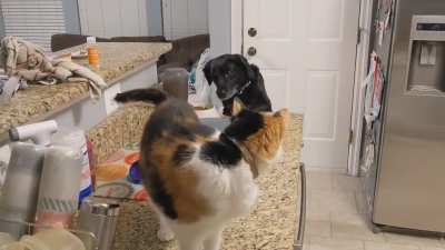 No cat food is safe from this dog