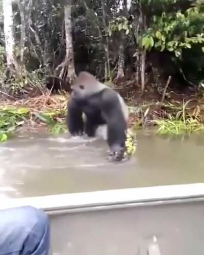 ? Silverback gorilla looking around to make sure no ones watching before he splashes some wildlife photographers ?