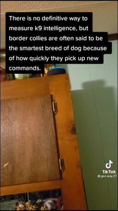 Smort dog