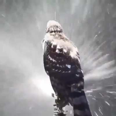 ? A hawk hanging out on top of a sprinkler to cope with the summer heat ?