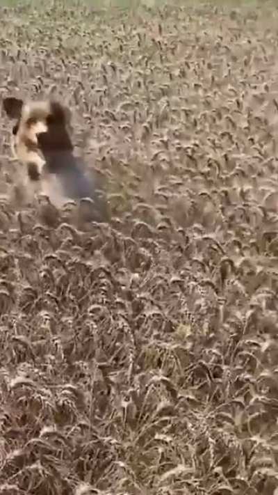 This is like a dog-on-the-farm version of the ball pit