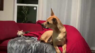 Scooby sees himself on TV. Confusion ensues.