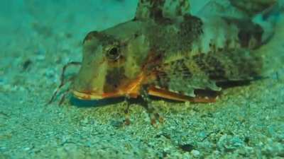 ? Sea Robins have evolved 6 crab-like legs that let them walk on the seafloor