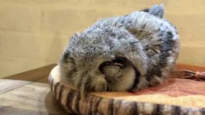 Baby owl taking a nap.