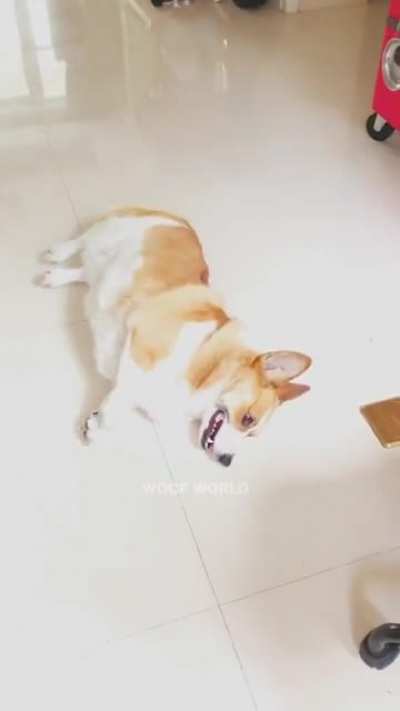 This Corgi's acting skills are next level..