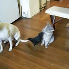A beautiful friendship between a cat, a dog and a crow. The crow feeds them one after the other with its beak and they are all so cool and organized about it.