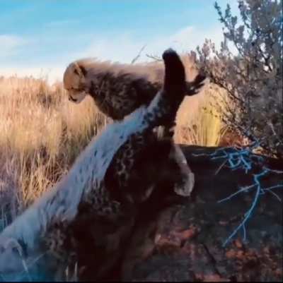 ? Cheetah introduces a photographer to her little ones ?