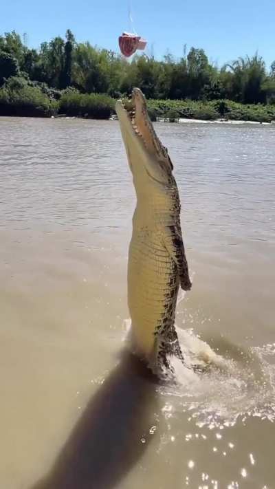 ? Crocodiles can jump very high