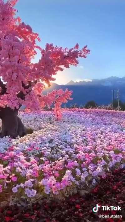 ?Cherry tree absolutely laden with blossons