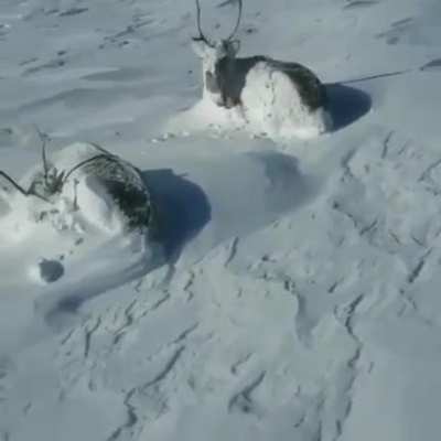 ? A hunter wakes up two sleeping caribou after a snowfall