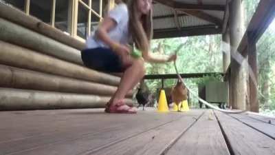 Yes, chickens can learn to "shake" and much more