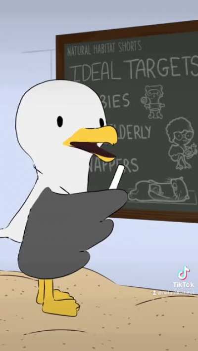 Fun fact: Seagulls can detect food over 3 miles away. They are also more likely to steal food after they see someone touch it. ???