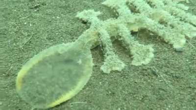 ? The Sea Slug, Melibe Viridis Uses Its Head As A Net To Catch Food