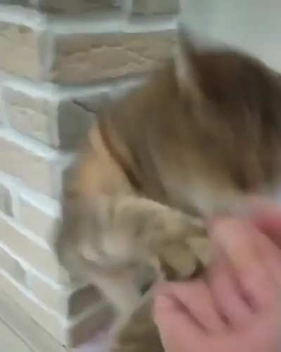 Don’t mess with Cat Lee!! ??