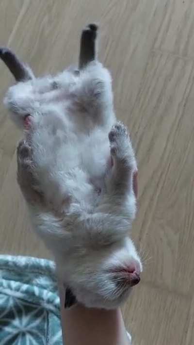 Another sleepy baby for you ?