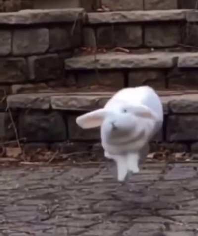 Did you ever seen a rabbit with such flow? ??