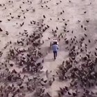 This dude makes art with birds