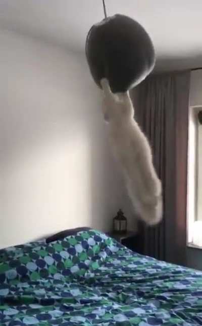 "A cattato flew around my room"