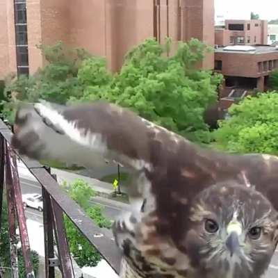 ? Young Red-tailed Hawk checking out a webcam