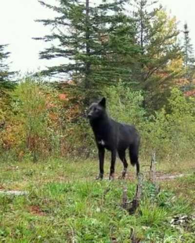 ? Black wolves are a mutation of gray wolves. They are very rare in nature. This mutation is inherited.