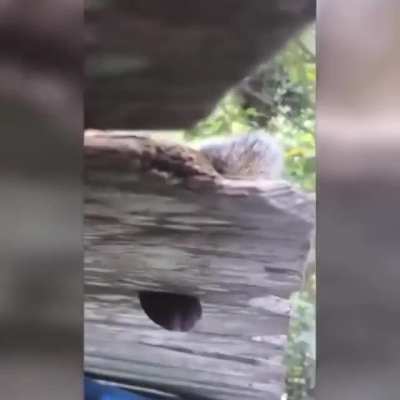 A squirrel managed to get caught on a fence by his nutsack.